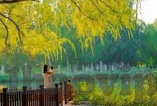 单场固定足球比分-单场固定足球比分，一场智慧与运气的双重博弈